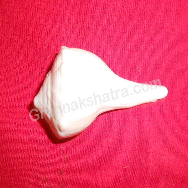DakshinaVarti (Right Handed) Vishnu Shankh