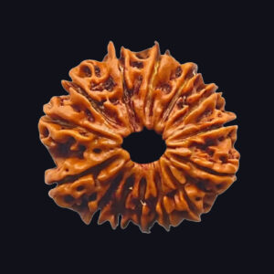 14 Mukhi Rudraksha