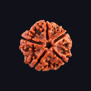 5 Mukhi Rudraksha