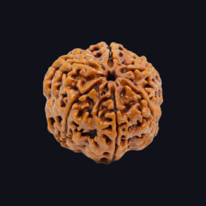 6 Mukhi Rudraksha