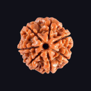 7 Mukhi Rudraksha