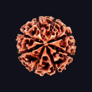 8 Mukhi Rudraksha